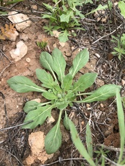 Oenothera albicaulis