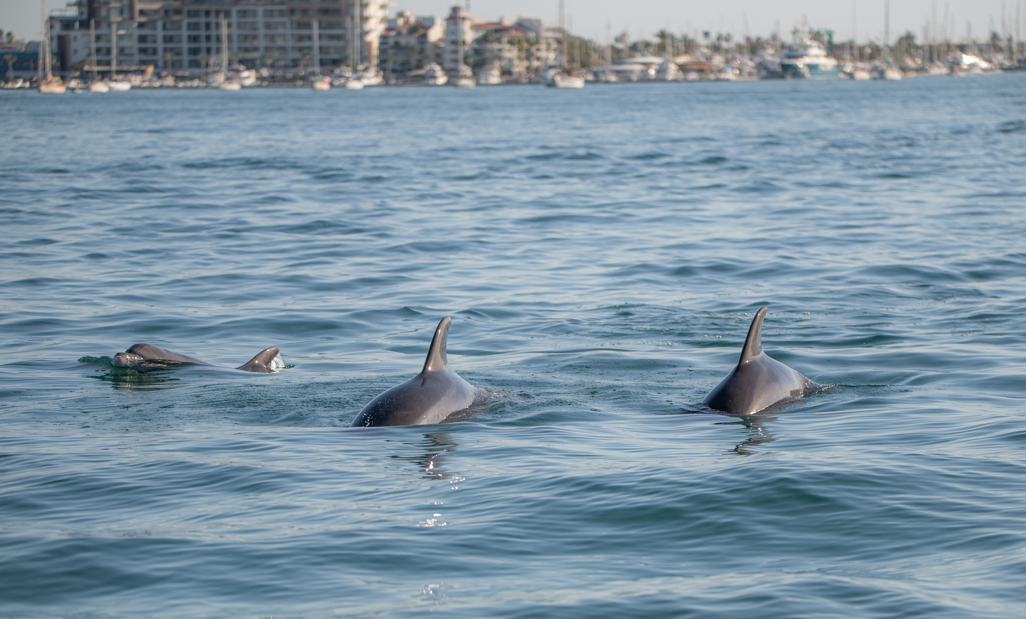 Tursiops truncatus