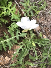 Oenothera albicaulis