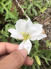 Oenothera albicaulis