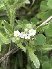 Cryptantha minima
