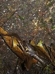 Pristimantis thectopternus