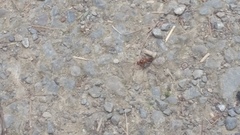 Sphictostethus nitidus