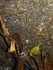 Pristimantis thectopternus