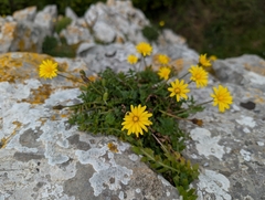 Hyoseris radiata, photograph (c) Mark Breaks, some rights reserved (CC BY)