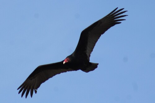 Antillean Turkey Vulture photographed in Idaho