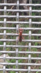 Sphictostethus nitidus