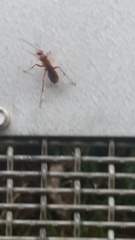 Sphictostethus nitidus