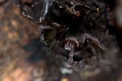 Orphnaecus