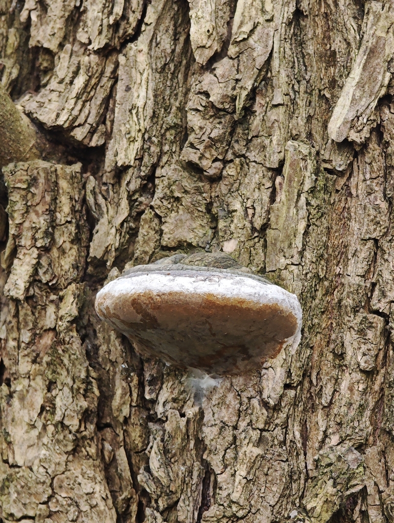 Phellinus igniarius · April 2026 · photo: © igor117 (iNaturalist, cc-by)