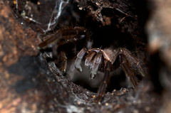 Orphnaecus