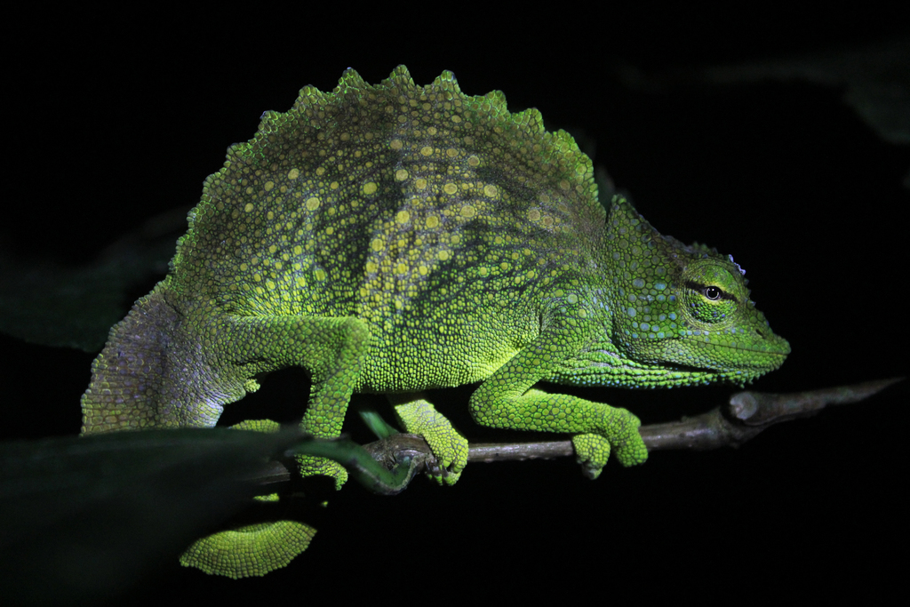Bioko Montane Chameleon