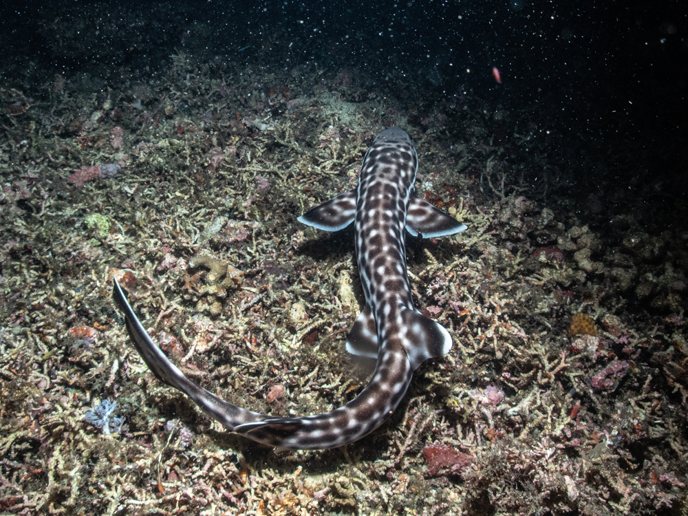 Coral catshark (Atelomycterus marmoratus) — Scyliorhinidae