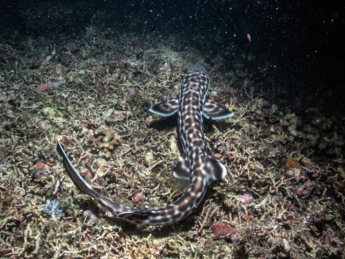 Coral catshark (Atelomycterus marmoratus) — Scyliorhinidae