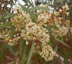 Eucalyptus fasciculosa