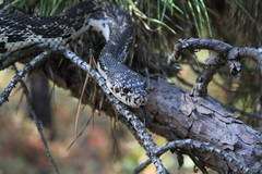 Pituophis melanoleucus melanoleucus