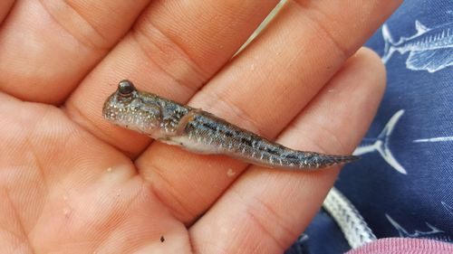 Graceful mudskipper (Periophthalmus gracilis) — Gobiidae — 4
