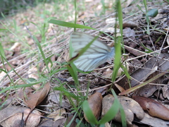 Pieris marginalis venosa
