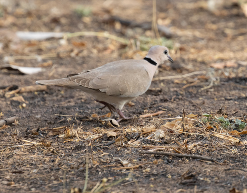 Vinaceous Dove (Streptopelia vinacea), photo 5