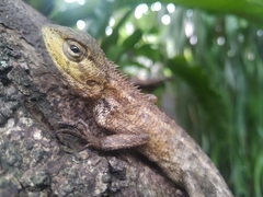 Calotes versicolor