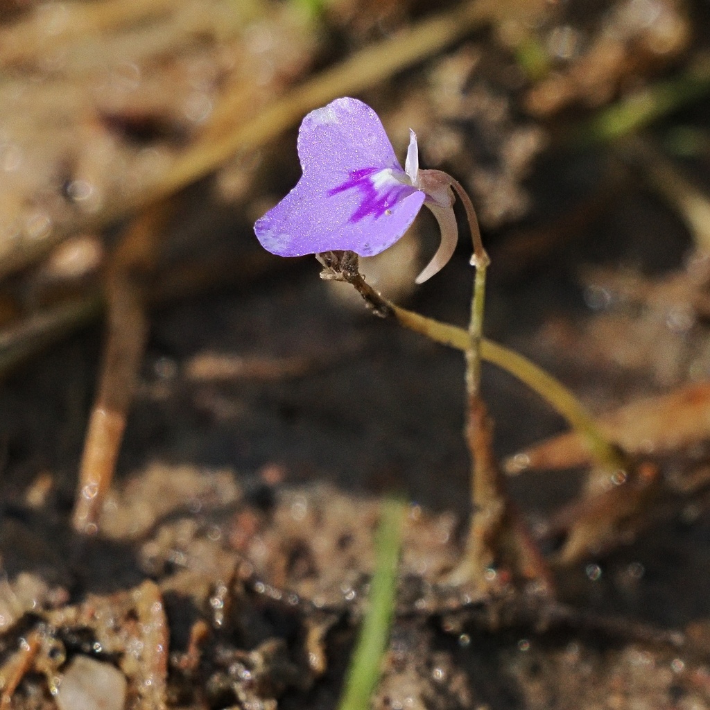 Utricularia leptorhyncha