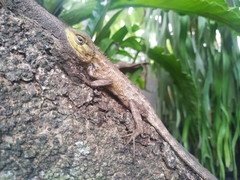Calotes versicolor