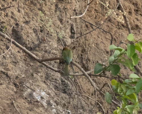 Red-throated Bee-eater (Merops bulocki), photo 6