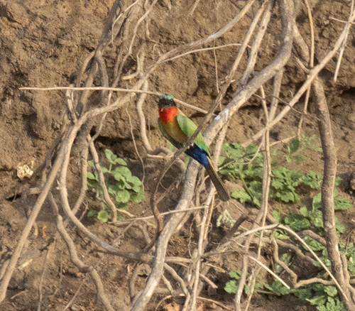Red-throated Bee-eater (Merops bulocki), photo 5