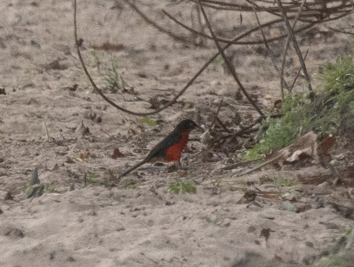 Black-headed Gonolek (Laniarius erythrogaster), photo 3