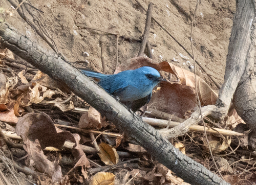 African Blue Flycatcher (Elminia longicauda), photo 2