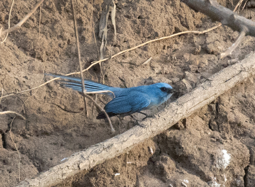 African Blue Flycatcher (Elminia longicauda), photo 1