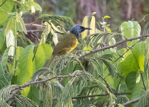 Oriole Warbler (Hypergerus atriceps), photo 1