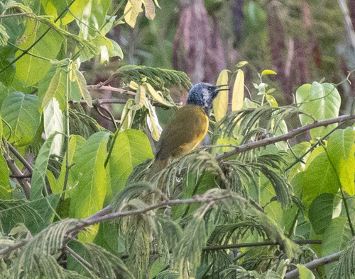 Oriole Warbler (Hypergerus atriceps), photo 2