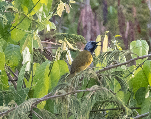 Oriole Warbler (Hypergerus atriceps), photo 7