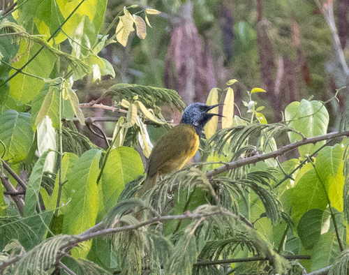 Oriole Warbler (Hypergerus atriceps), photo 8