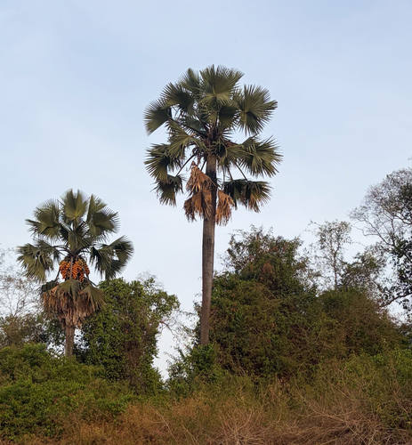Borassus aethiopum, photograph 5