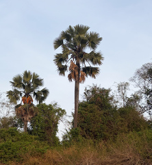 Borassus aethiopum, photograph (c) avocat, some rights reserved (CC BY)