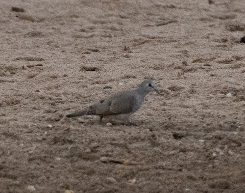 Black-billed Wood Dove (Turtur abyssinicus), photo 9