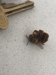 Amegilla bombiformis