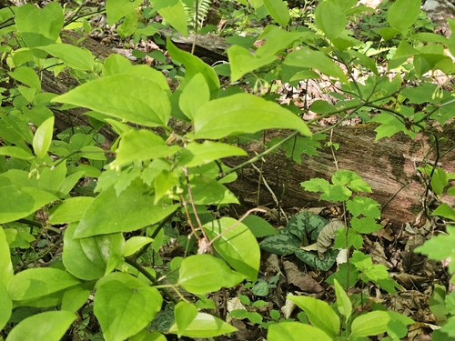 Trillium decumbens, photograph 2