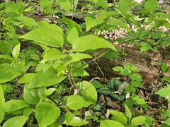 (c) Daniel McClosky, some rights reserved (CC BY) Trillium decumbens, photograph (c) Daniel McClosky, some rights reserved (CC BY)