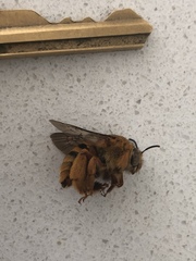 Amegilla bombiformis