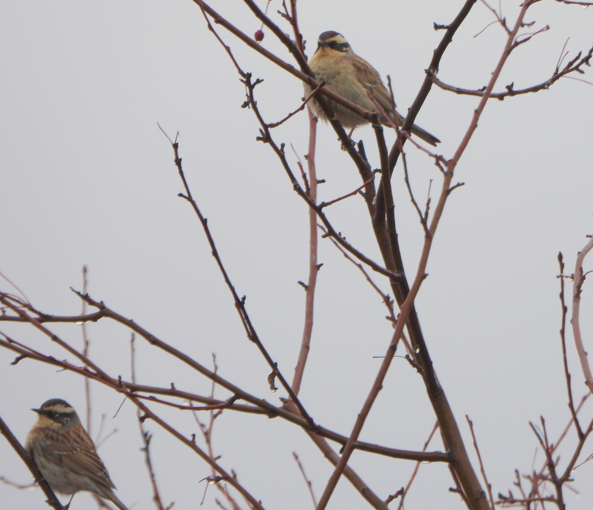 Siberian Accentor (Prunella montanella), photo 3