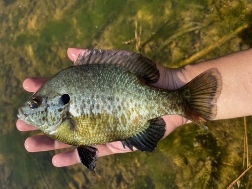 Lepomis macrochirus × microlophus