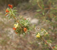 Phyllota pleurandroides