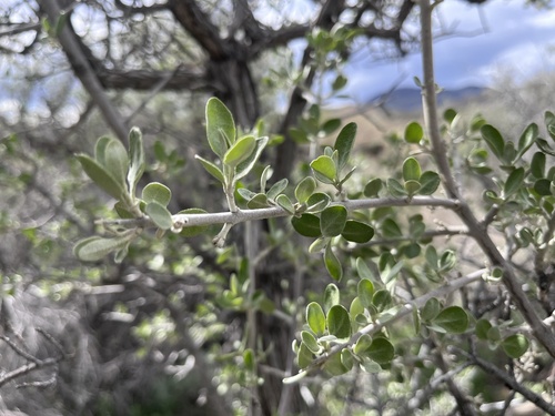 silver buffaloberry