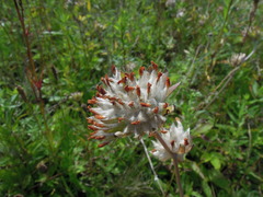 Anthyllis vulneraria polyphylla