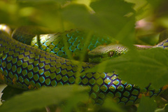 Trimeresurus flavomaculatus