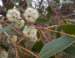 Eucalyptus arenacea