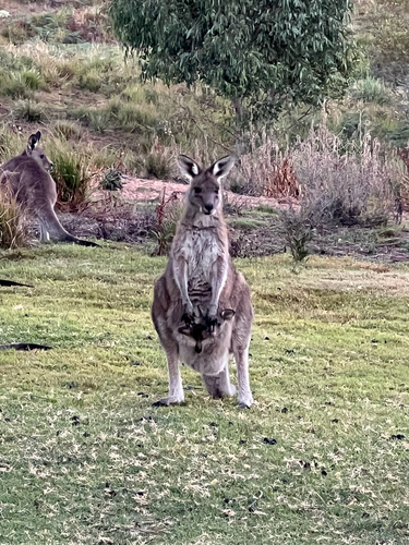 Eastern Grey Kangaroo